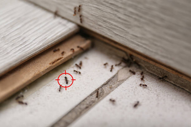 Best Exterminator Services  in Arcadia, LA