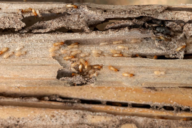 Best Mosquito Control Services  in Arcadia, LA